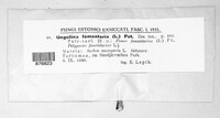 Fomes fomentarius image